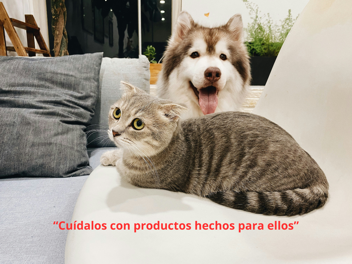 Mascotas Felices/ Happy Pets